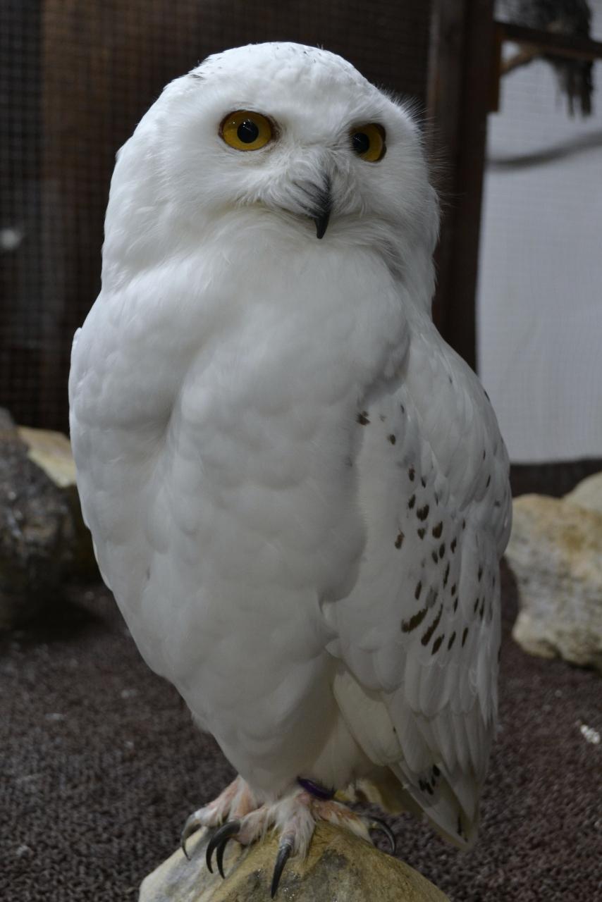 フクロウとお花いっぱい神戸花鳥園 神戸 兵庫県 の旅行記 ブログ By すみれさん フォートラベル