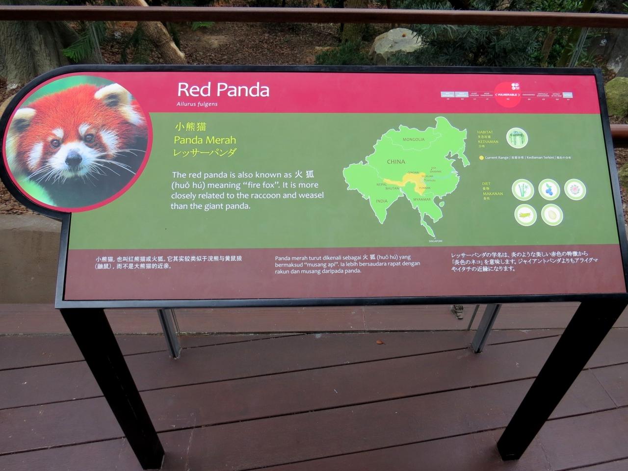 東南アジアｒｅｄ ｐａｎｄａ紀行 ｓｉｎｇａｐｏｒｅ ｚｏｏ シンガポールにレッサーパンダ登場 そして ジャイアントパンダ あなたは常勤パンダさん シンガポール シンガポール の旅行記 ブログ By Jilllucaさん フォートラベル