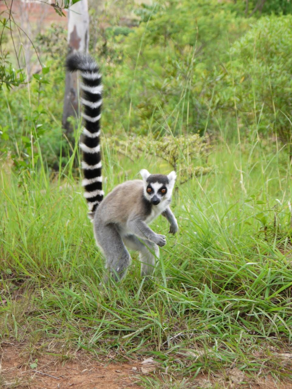 マダガスカルの首都 アンタナナリボでlemurに出会う アンタナナリボ マダガスカル の旅行記 ブログ By はぴさん フォートラベル