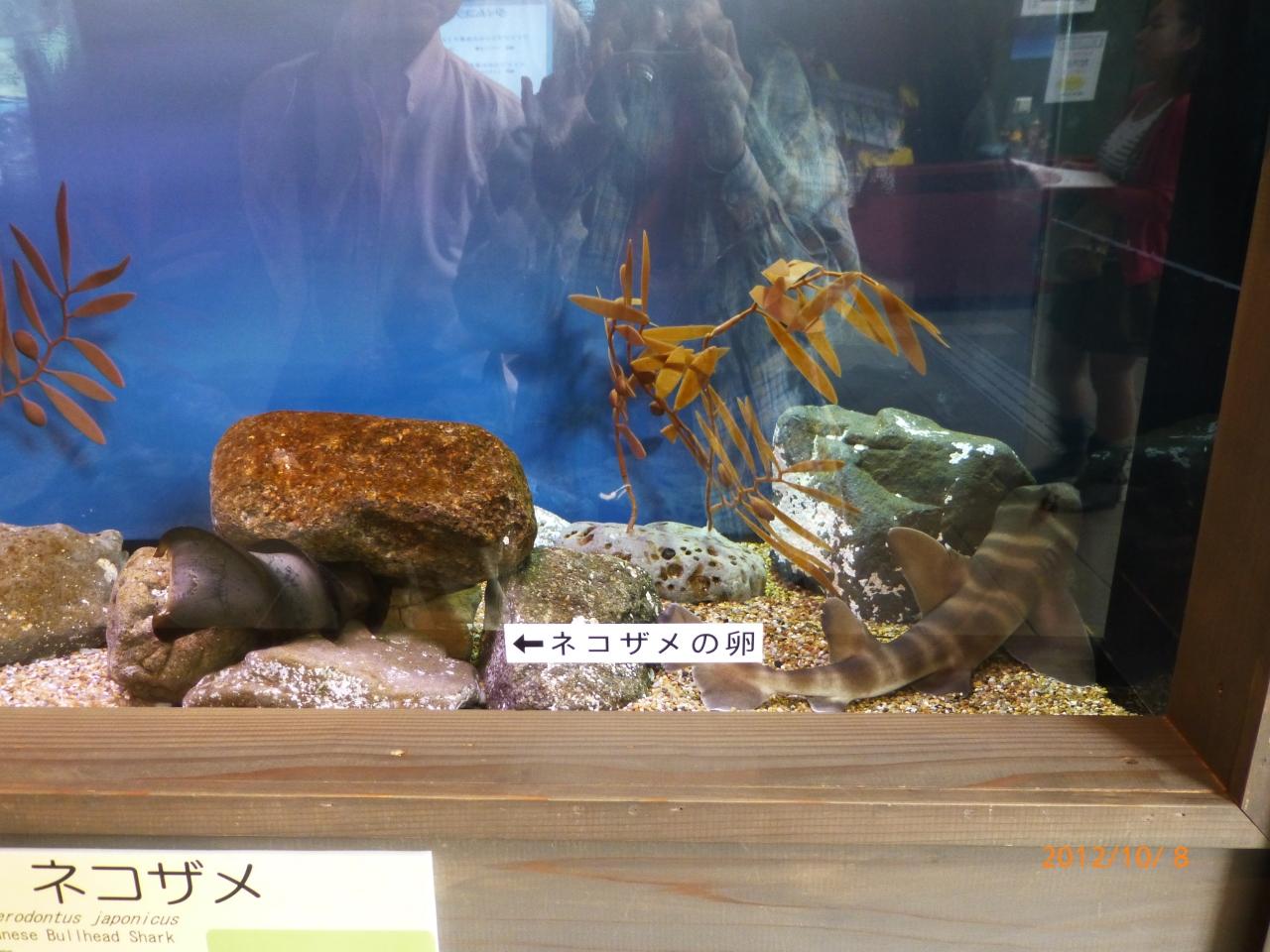 大洗アクアワールドと新鮮なお魚ランチ 大洗 茨城県 の旅行記 ブログ By Sallyさん フォートラベル