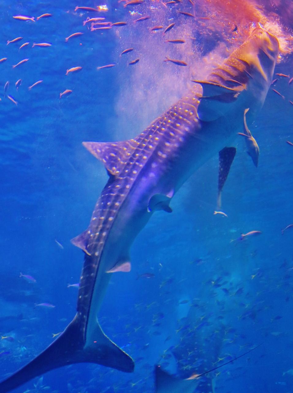 沖縄12 美ら海水族館 ジンベエザメの給餌 豪快 濾し取り呑み込む