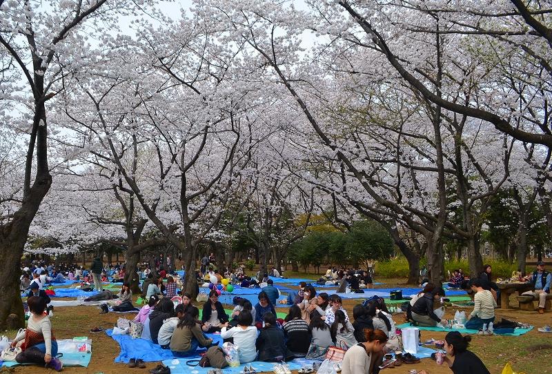 桜ひらひら 代々木公園でお花見 酔いつぶれたから 途中でフワリと終わる旅行記 原宿 東京 の旅行記 ブログ By ちふさん フォートラベル