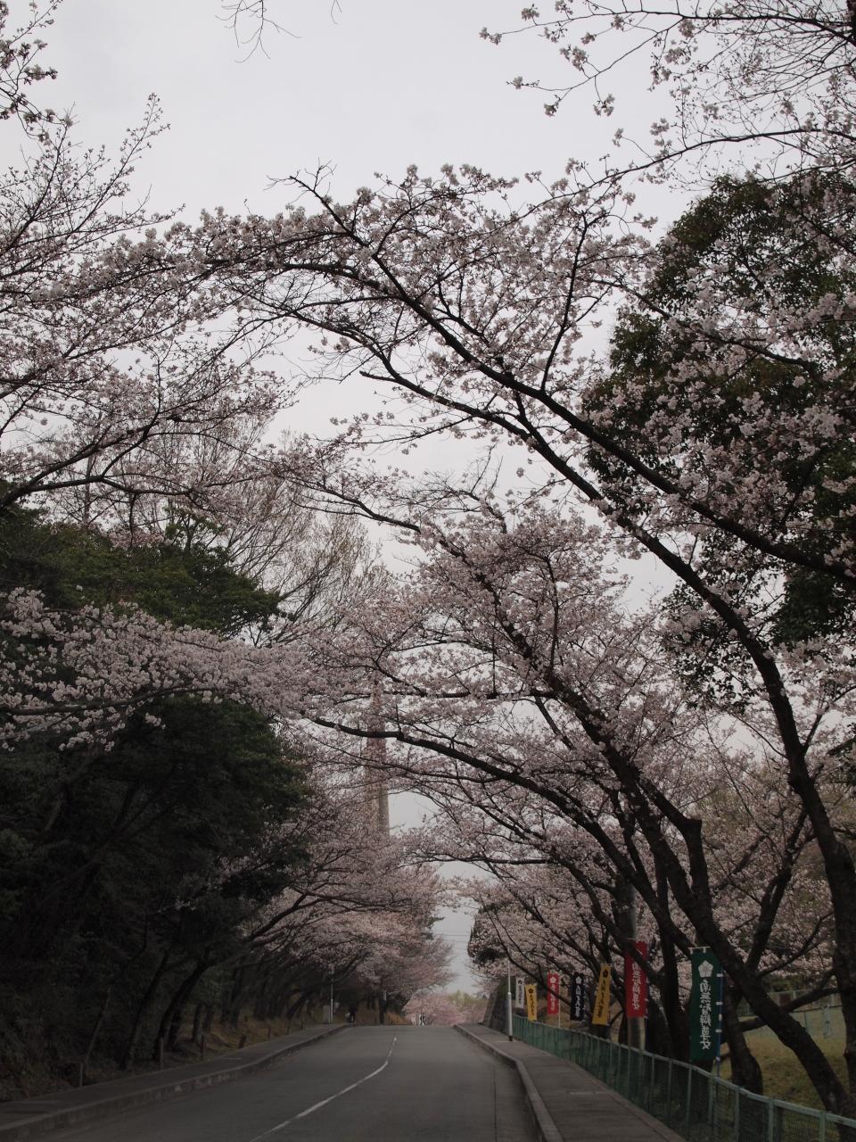 大阪 茨木弁天さんの桜 茨木 摂津 大阪 の旅行記 ブログ By のーとくんさん フォートラベル