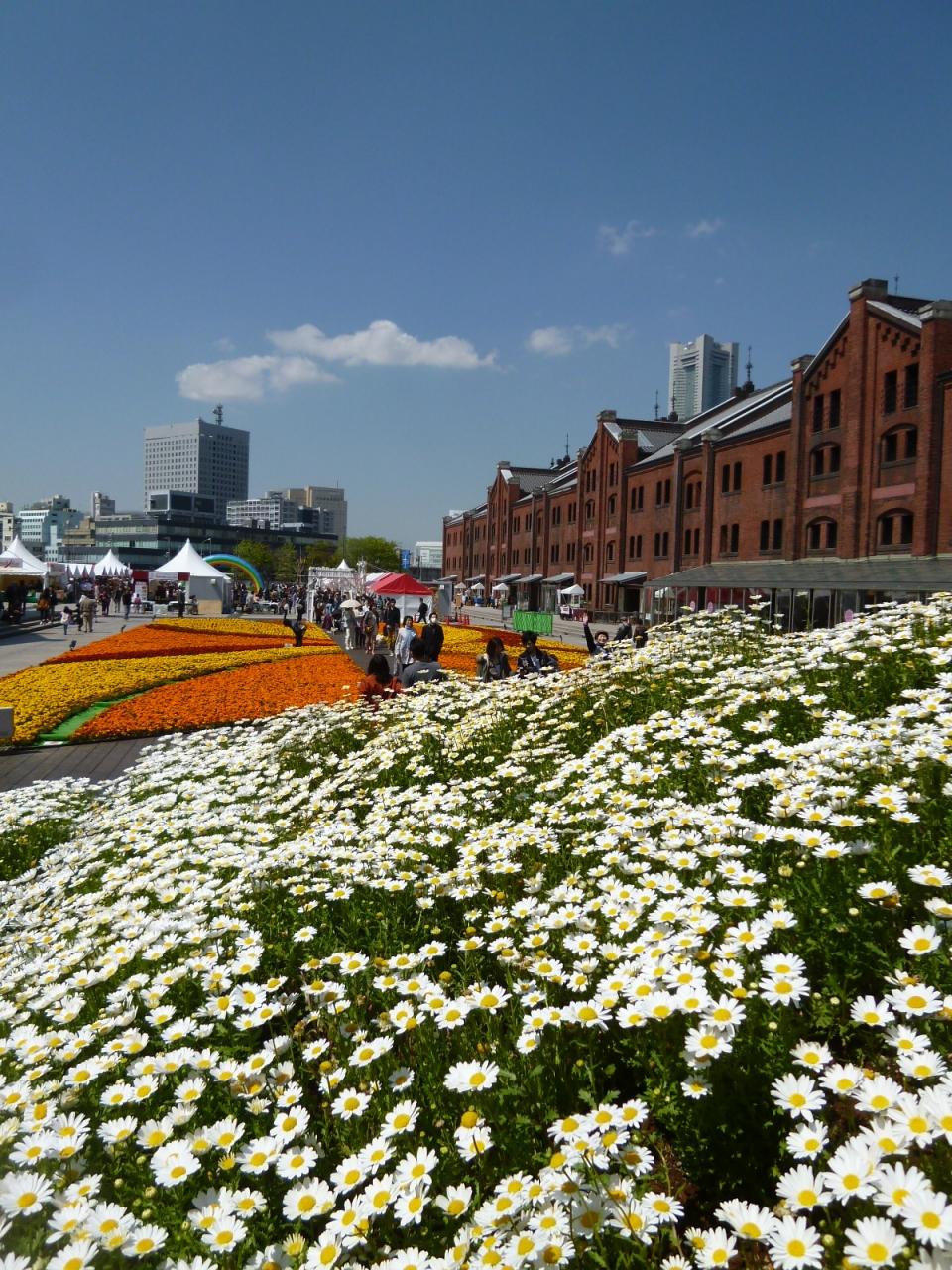 春のみなとみらい ｖｏｌ６ 第２日目午前 赤レンガ倉庫と美しい花畑 横浜 神奈川県 の旅行記 ブログ By コトルさん フォートラベル