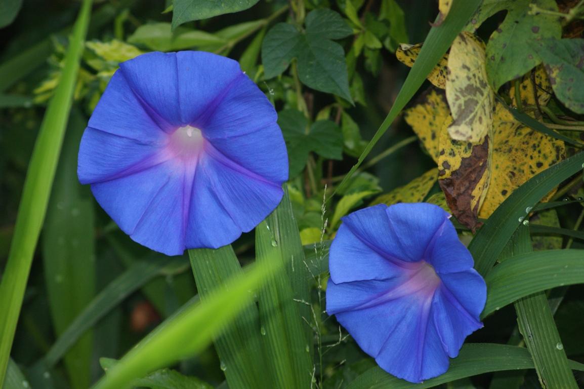 スリランカの美しい花々を愛でる その他の都市 スリランカ の旅行記 ブログ By Tamegaiさん フォートラベル
