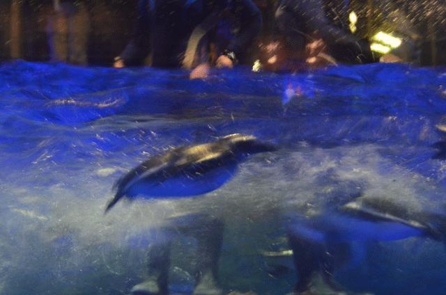 お上りさん 13 10 06 ３ 東京スカイツリー すみだ水族館 浅草 東京 の旅行記 ブログ By てんとう虫さん フォートラベル