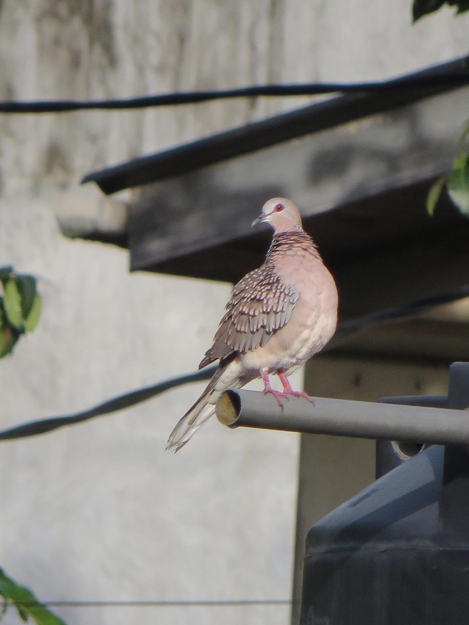 鳩 英語 発音