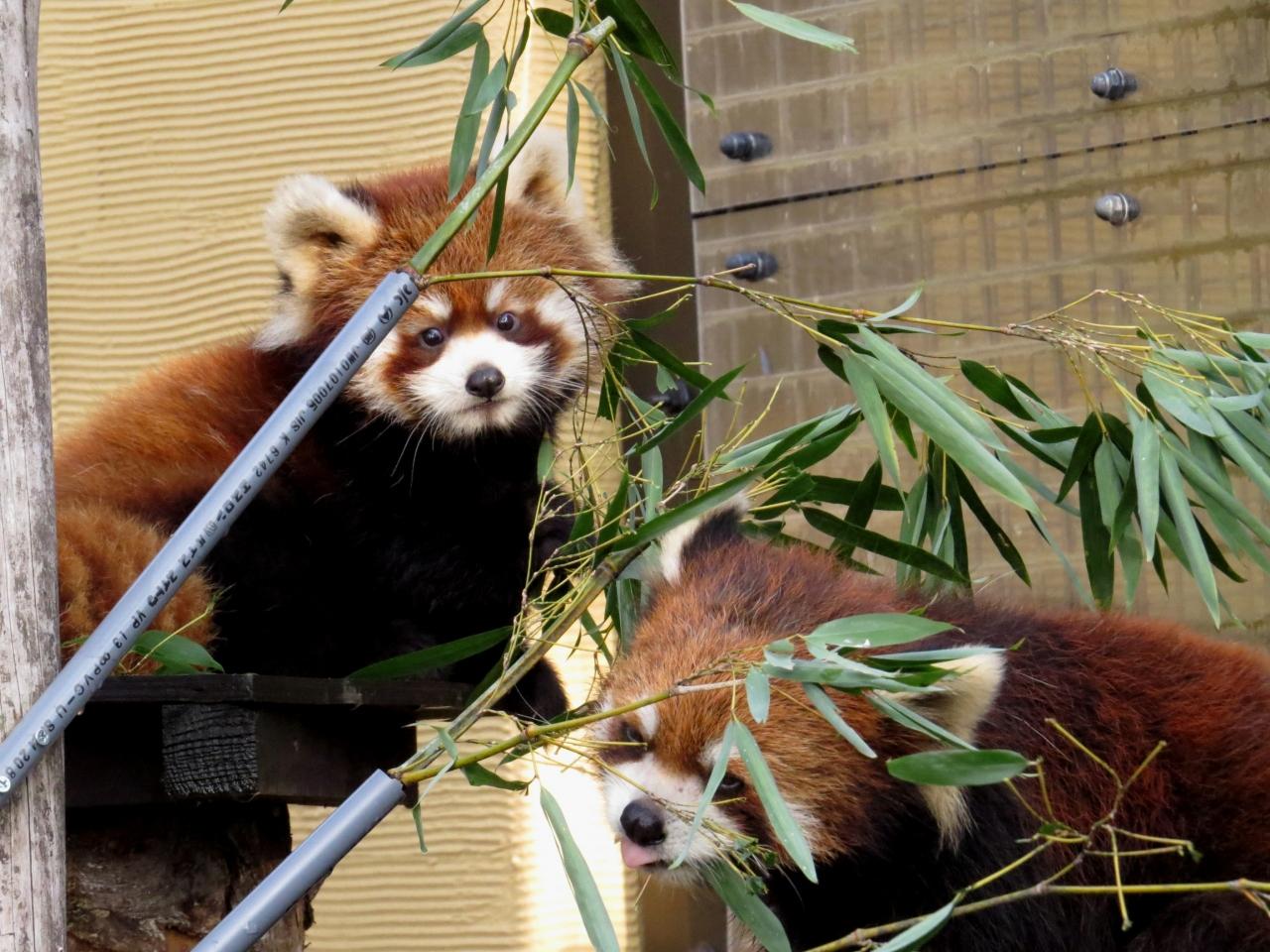 晩秋のレッサーパンダ紀行 ２ 旭山動物園 娘の名は栄栄 ロンロン ちゃん 栃お母さん 本当に頑張ってくれました 旭川 北海道 の旅行記 ブログ By Jilllucaさん フォートラベル