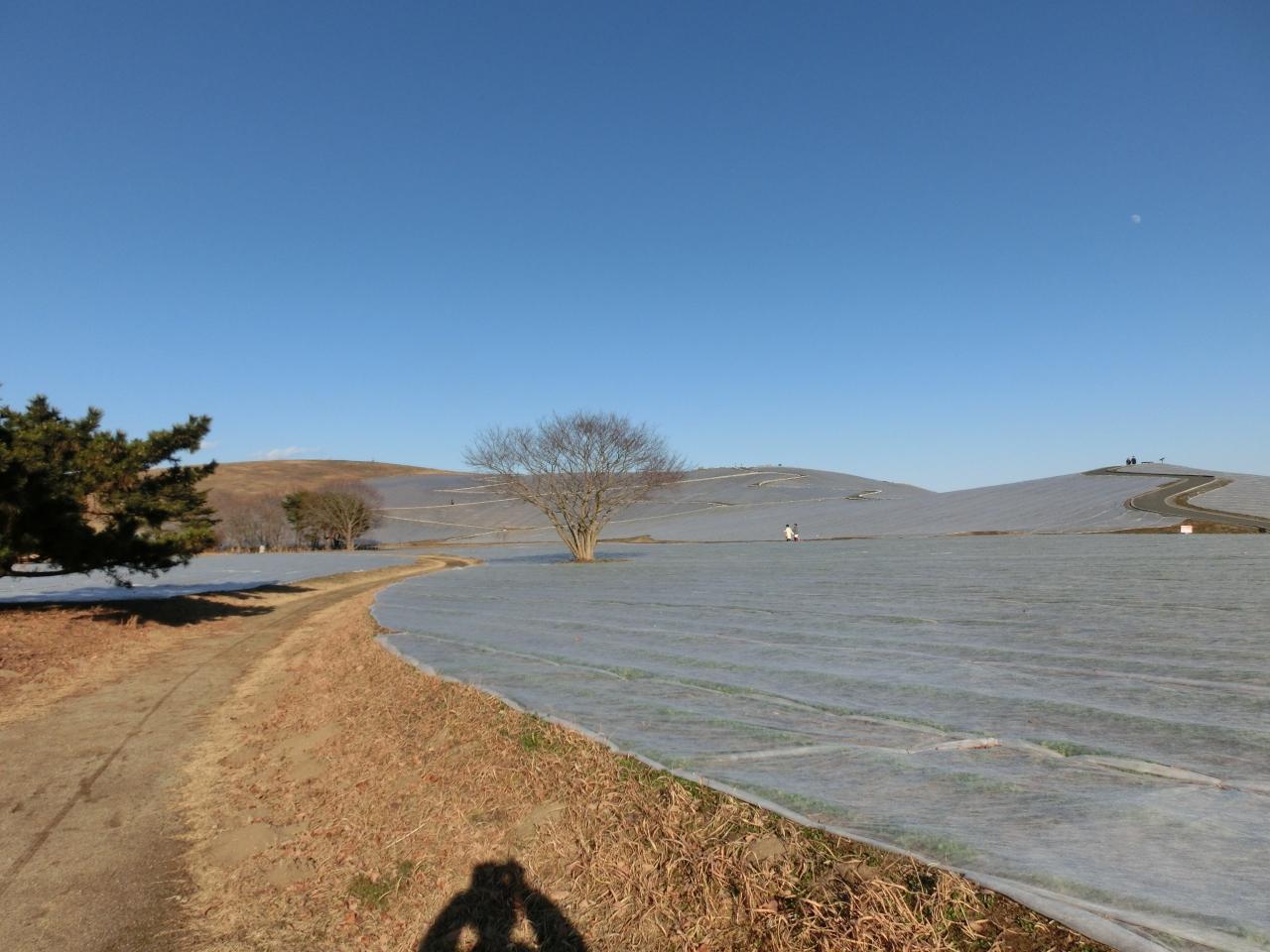 冬のひたちなか 海浜公園と那珂湊 ひたちなか 茨城県 の旅行記 ブログ By Mickさん フォートラベル