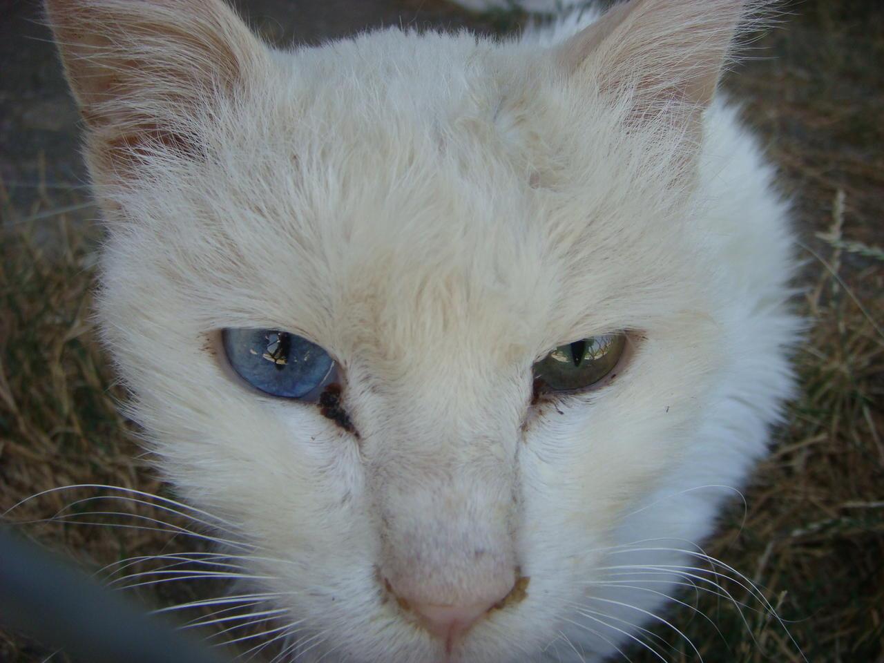 左目が緑 右目が青色のワン猫 東トルコその６ ヴァン トルコ の旅行記 ブログ By 隠居人はせじぃさん フォートラベル