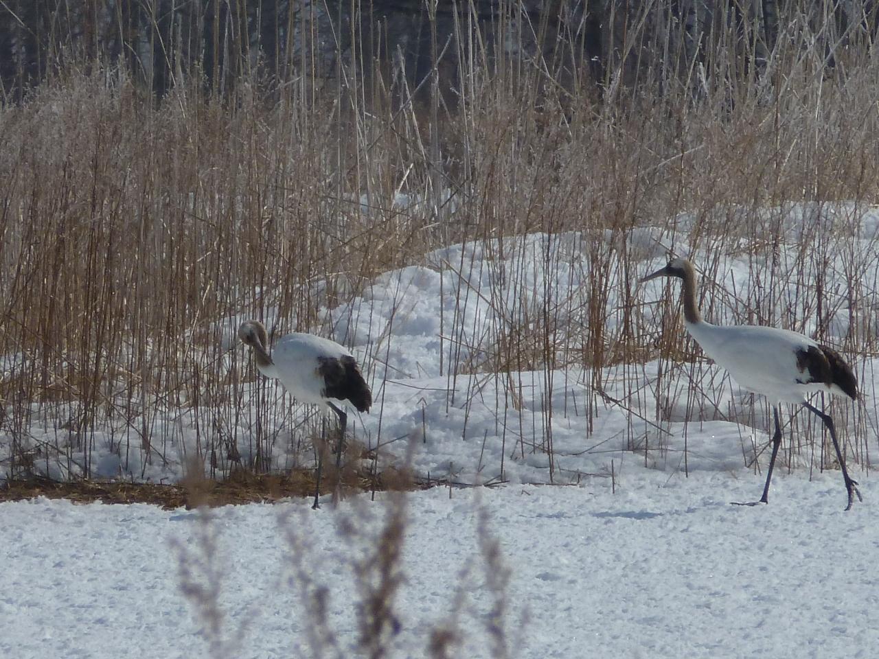『冬の北海道を楽しもう～♪初めてタンチョウ鶴を見ました\(^o^)／』阿寒(北海道)の旅行記・ブログ by bettyさん【フォートラベル】