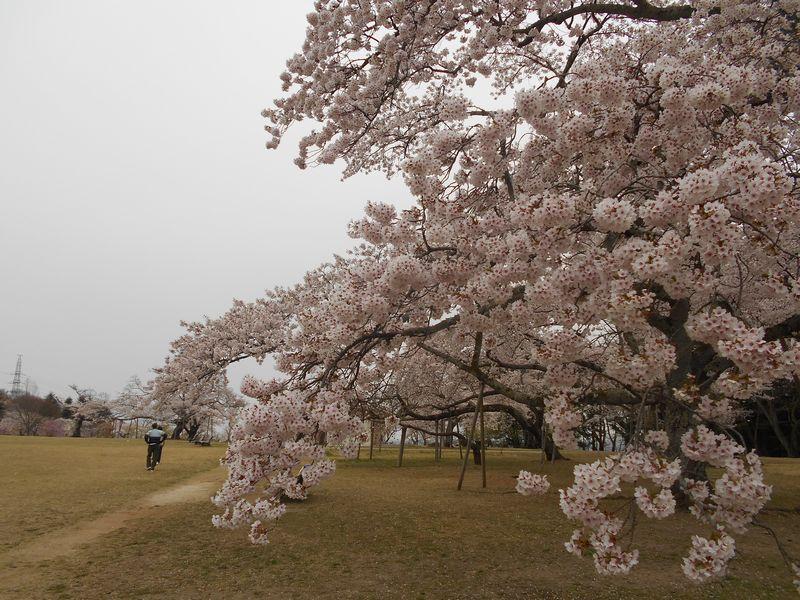 出勤前に ちょっと寄り道しました Vol 14 仙台市内のサクラの名所 三神峯公園 仙台 宮城 宮城県の旅行記 ブログ By たぬき２号さん フォートラベル