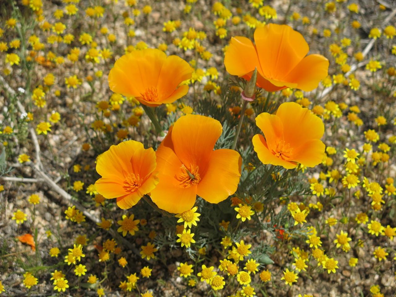 カリフォルニア州の州花 ポーピー が満開で見渡すかぎりオレンジ色の絨毯でした ロサンゼルス アメリカ の旅行記 ブログ By Mauchlyさん フォートラベル
