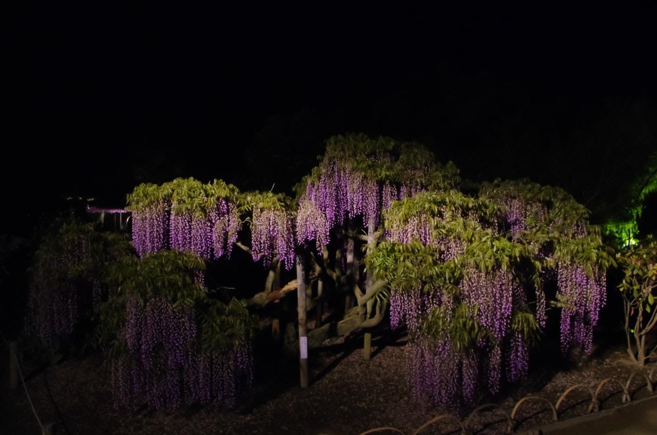 14 栃木県 足利市 あしかがフラワーパーク 鮮やかな花々と幻想的な藤の花 足利 栃木県 の旅行記 ブログ By じゅうべいさん フォートラベル