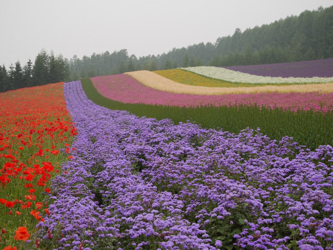 夏の花畑とパッチワークの丘巡り 富良野 北海道 の旅行記 ブログ By Solty75さん フォートラベル