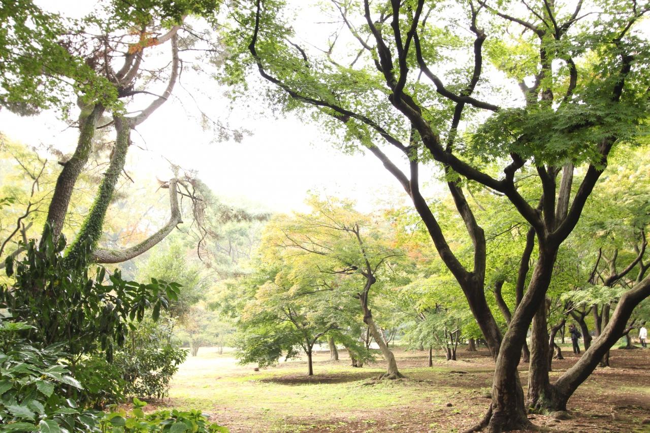 恒例の菊と中秋の新宿御苑をマクロレンズと超広角レンズでチャレンジ 後編 かすかに紅葉のきざしをはらんだ中秋の新宿御苑と秋の花 新宿 東京 の旅行記 ブログ By まみさん フォートラベル