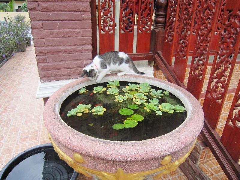 Josanの 微笑みの国 ウドンだより 341回 最近子猫のモエが 犬達と外で遊び始めました 祝 ウドーン ターニー タイ の旅行記 ブログ By Josanさん フォートラベル