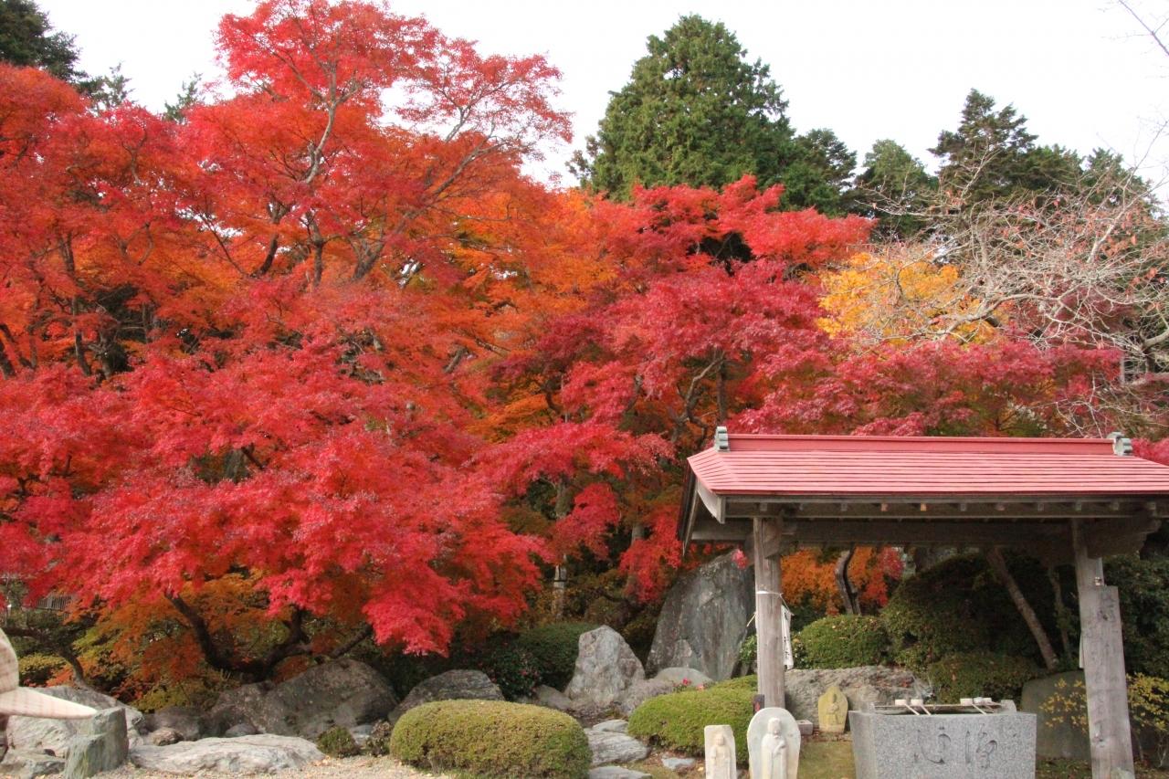 Hozo-ji The Brilliant Red Maple Leaves are a Must-See!