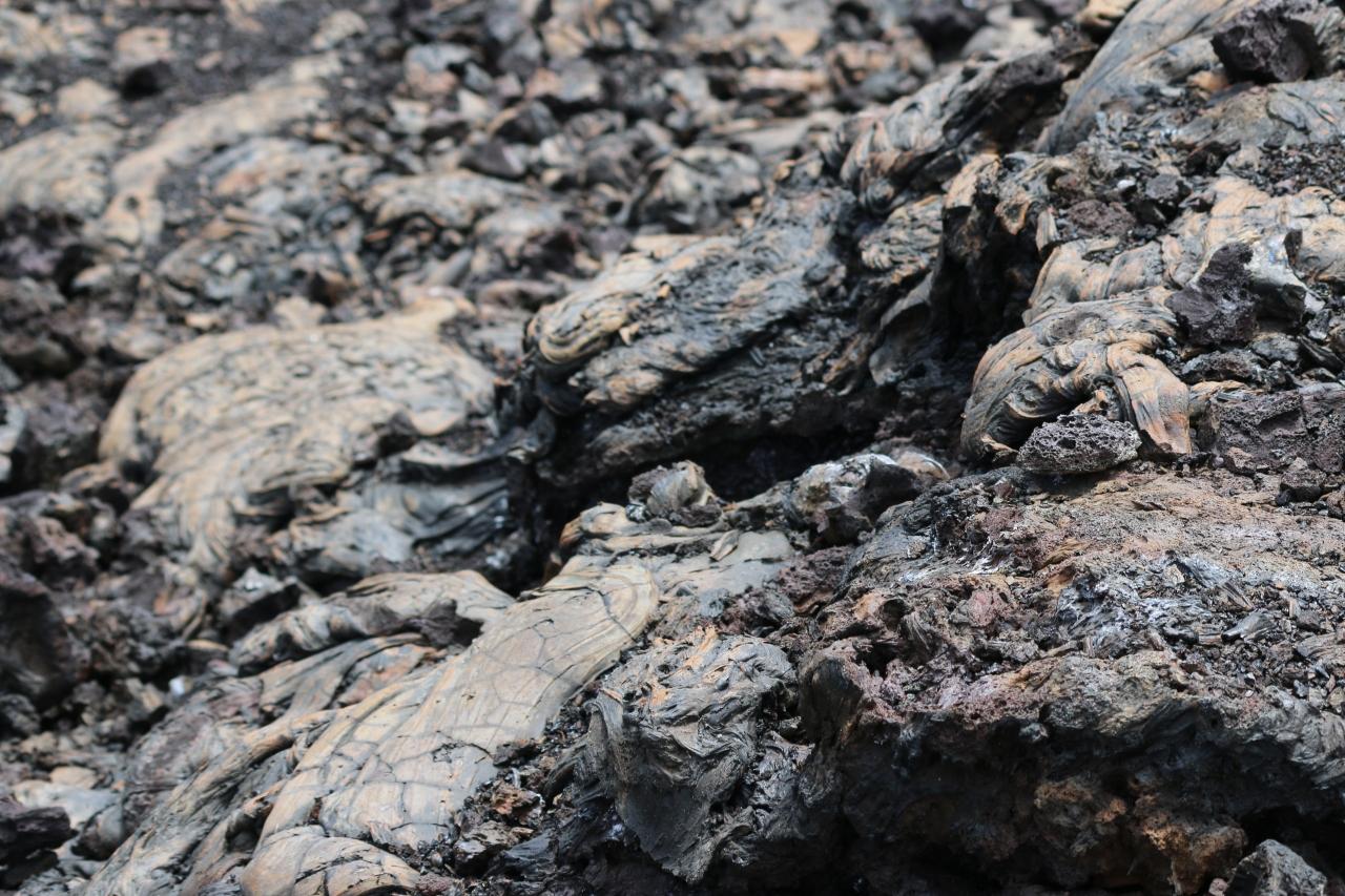 動物たち 進化の楽園 ガラパゴス諸島 7 イサベラ島 滞在 シエラ ネグラ火山 編 ガラパゴス エクアドル の旅行記 ブログ By Motroskinさん フォートラベル