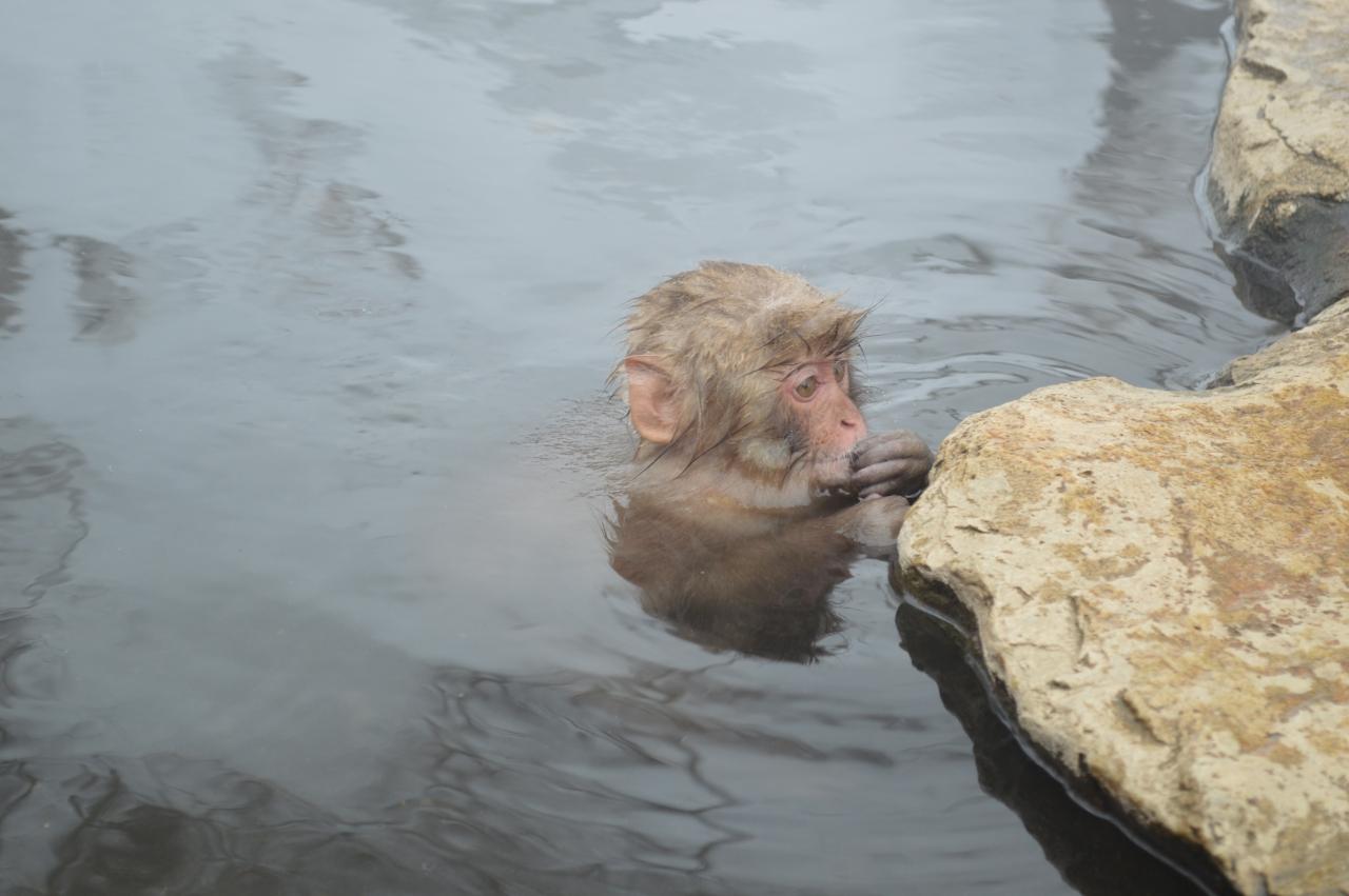 温泉に入るお猿さん達に逢いたくて 長野県の旅行記 ブログ By ジュリーさん フォートラベル