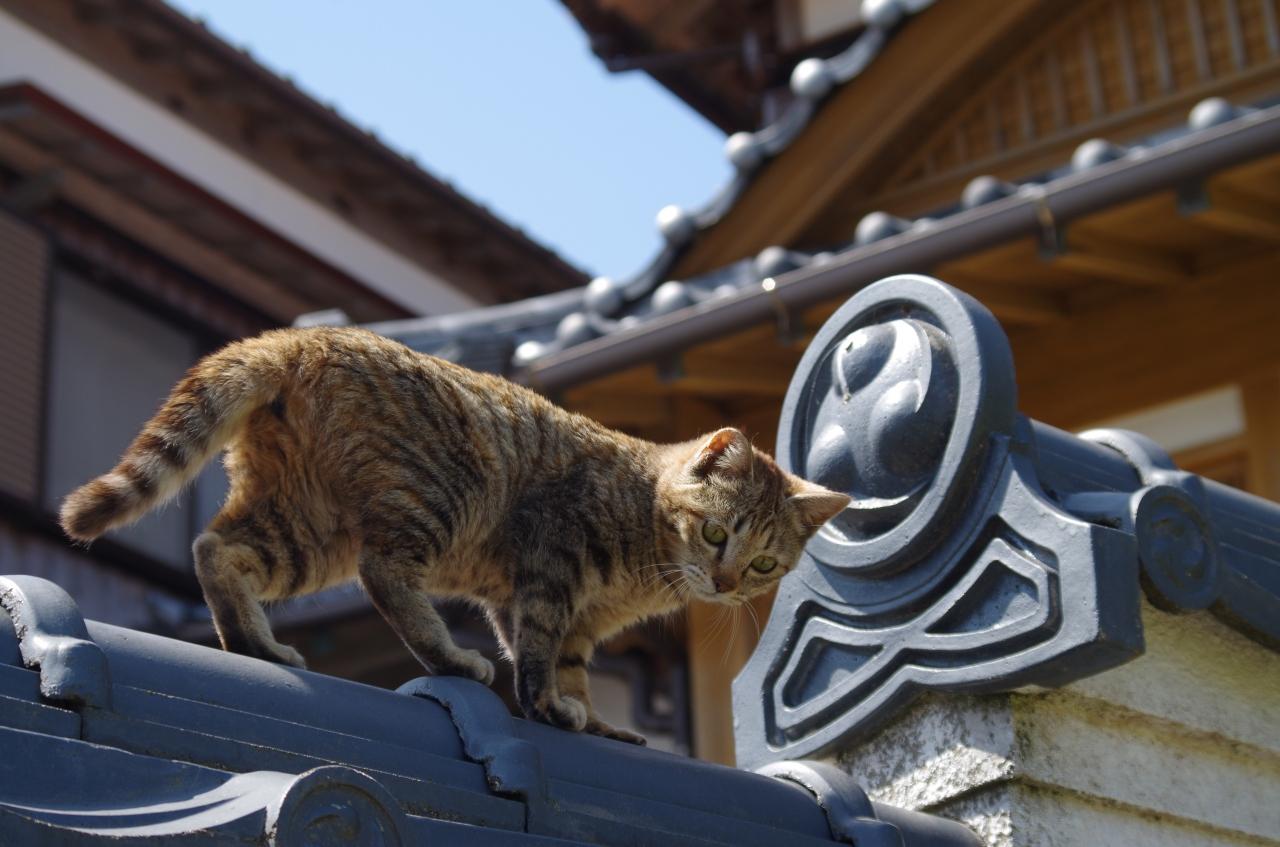 猫の島 姫島 糸島市 前原 福岡県 の旅行記 ブログ By Harukaさん フォートラベル