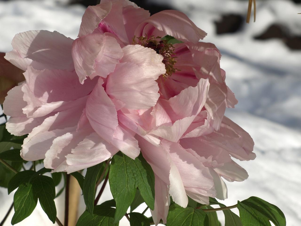 ぼたん苑に雪が降りました 上野 御徒町 東京 の旅行記 ブログ By 紅映さん フォートラベル