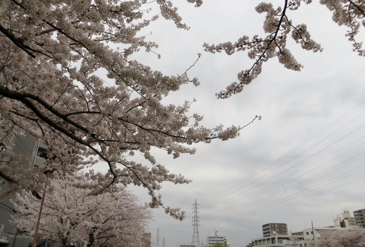 15春 天白川の桜 草花 野鳥 2 ソメイヨシノ 染井吉野 ヤエベニシダレ 八重紅枝垂れ 天白 笠寺 愛知県 の旅行記 ブログ By 旅人のくまさんさん フォートラベル