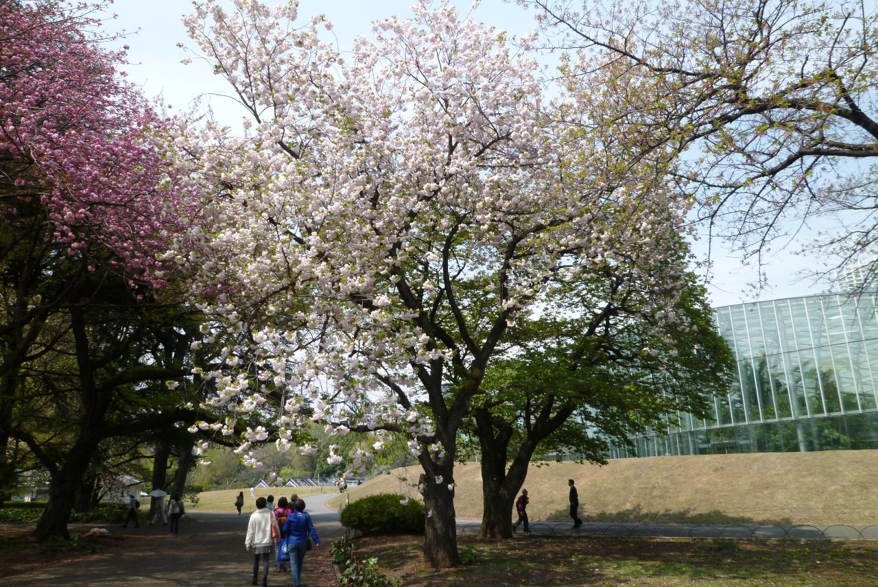 八重桜めぐり 東京 横浜 新宿御苑 三ッ池公園 カーボン山 ２０１５年 新宿 東京 の旅行記 ブログ By Takeおじさん フォートラベル