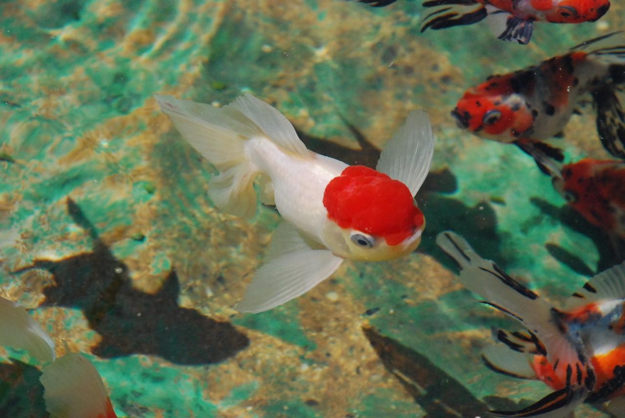 江戸前金魚が見られる水元公園 東京 亀有 柴又 東京 の旅行記 ブログ By かっちんさん フォートラベル