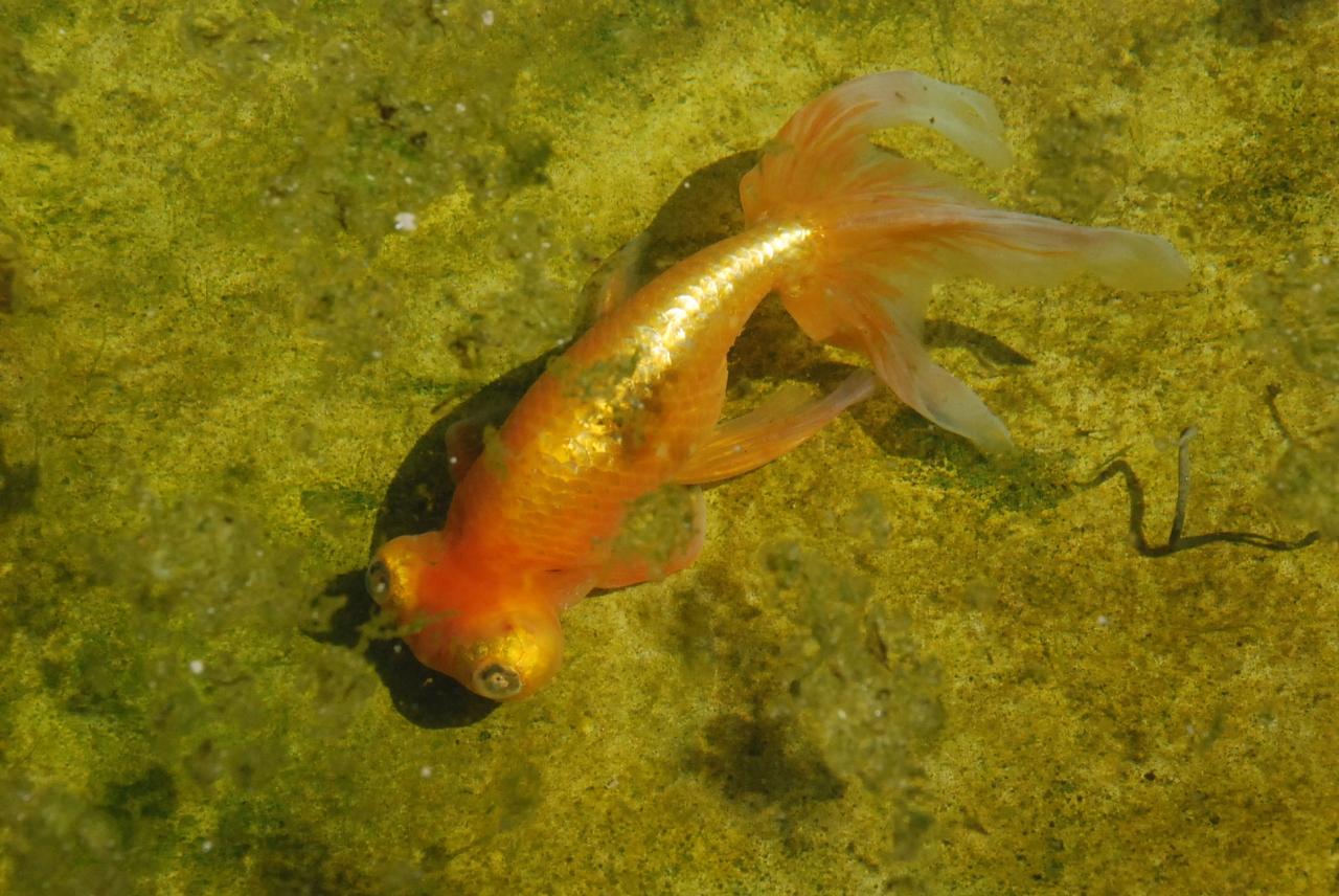 江戸前金魚が見られる水元公園 東京 亀有 柴又 東京 の旅行記 ブログ By かっちんさん フォートラベル