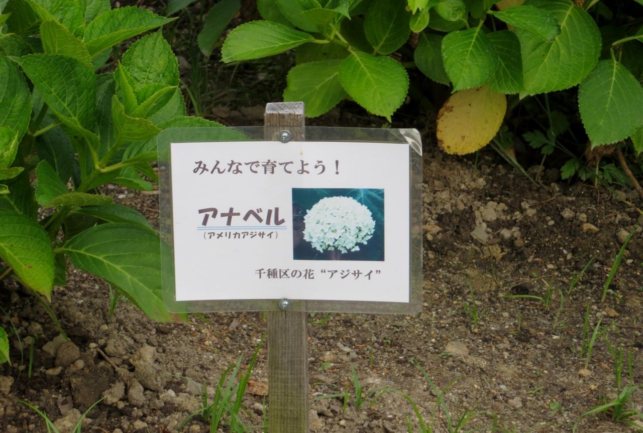 15梅雨 尾張 三河の紫陽花巡り 茶屋ヶ坂公園 1 3 ベニガク アナベル 渥美絞り 千種 今池 愛知県 の旅行記 ブログ By 旅人のくまさんさん フォートラベル