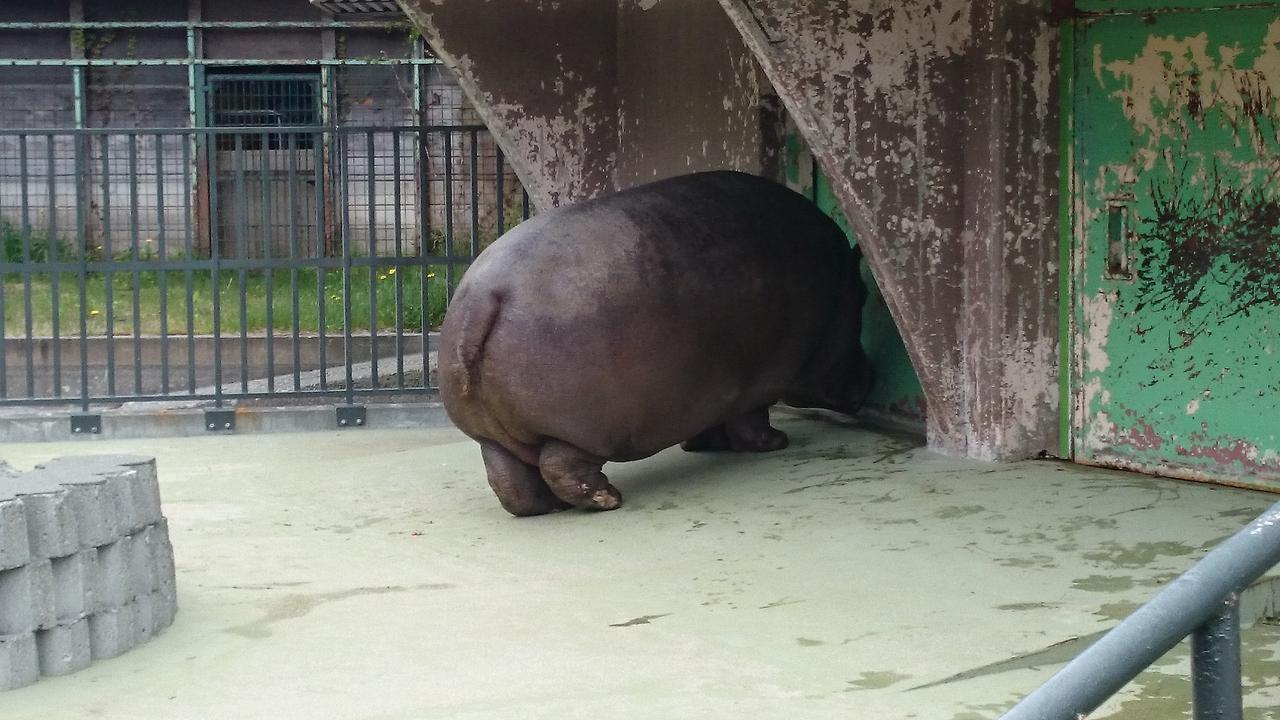 円山動物園 北海道の旅行記 ブログ By 新人トラベラーさん フォートラベル