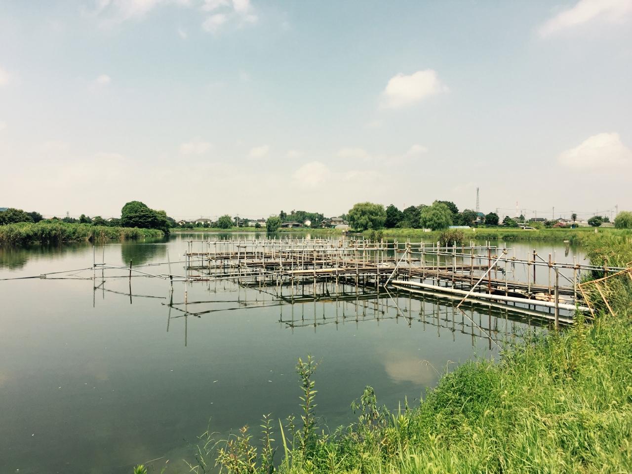 蓮田 白岡 元荒川沿いを散策 蓮田 白岡 埼玉県 の旅行記 ブログ By Viaggiodibacchusさん フォートラベル