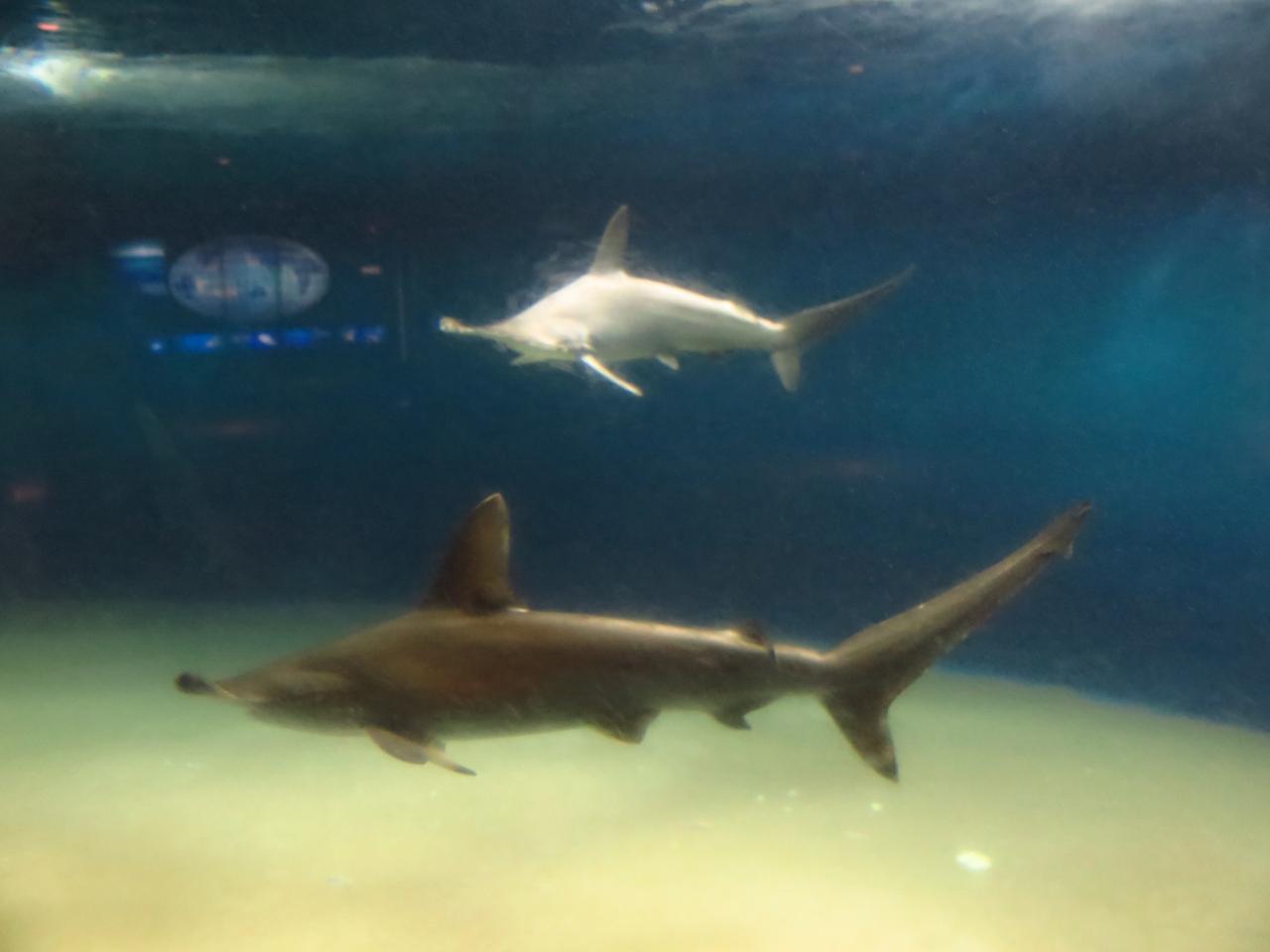 葛西臨海水族園3 6 サメとエイ類 ハンマーヘッドも悠々と イワシの群れとも共存 葛西 東京 の旅行記 ブログ By マキタン２さん フォートラベル