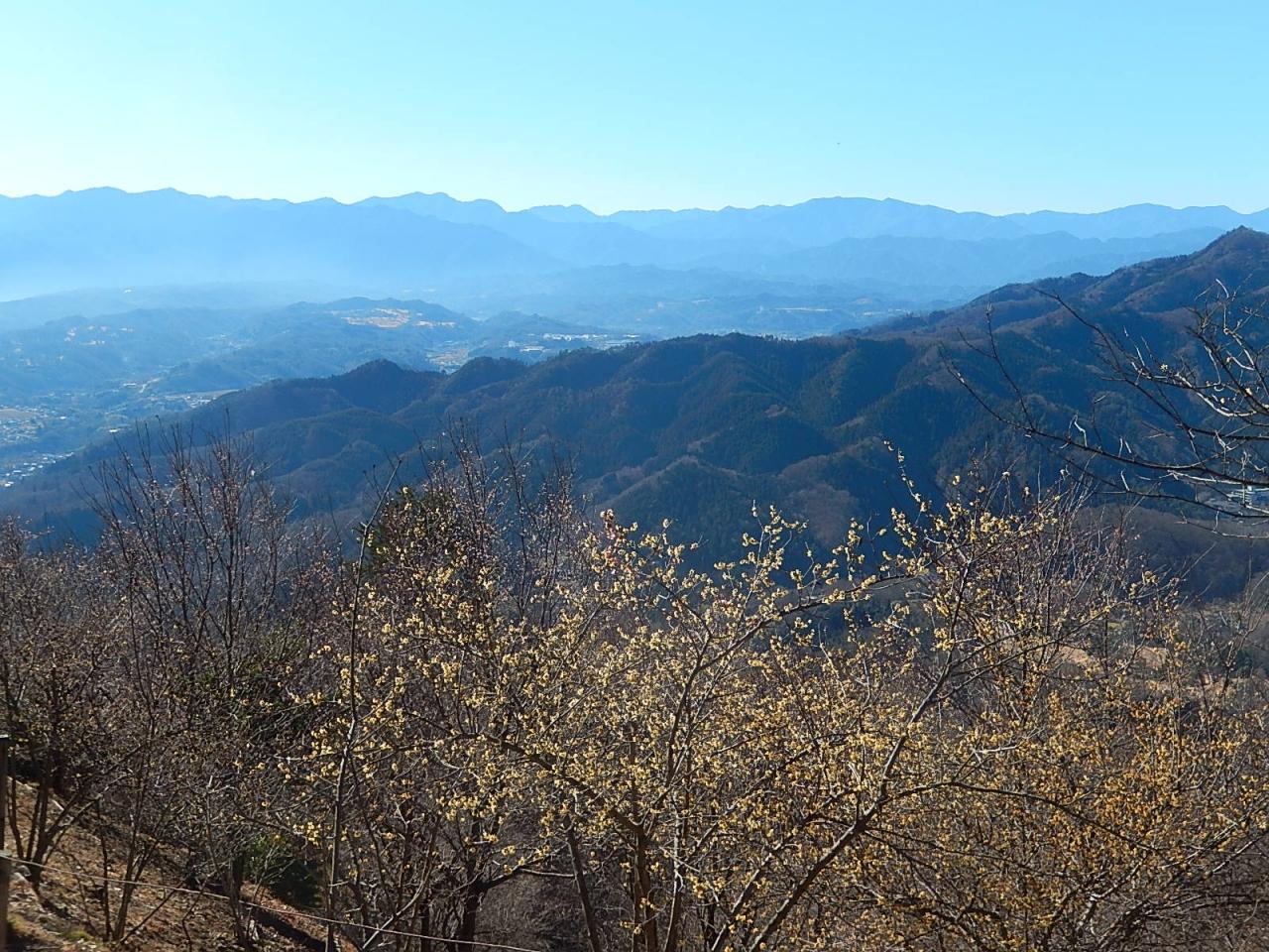 今年初めての宝登山蝋梅ハイキング 蝋梅を眺める 長瀞 埼玉県 の旅行記 ブログ By Tsunetaさん フォートラベル