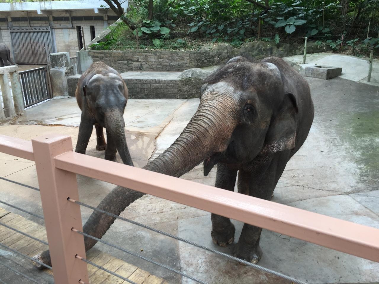 深セン野生動物園に行ってみる 深セン 中国 の旅行記 ブログ By ミセスkさん フォートラベル