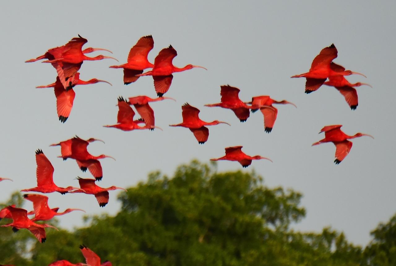 真紅のスカーレットアイビスが夕空を行く トリニダード トバゴで色鮮やかな鳥を探して ２ トリニダード島 トリニダード トバゴ の旅行記 ブログ By Takashiさん フォートラベル