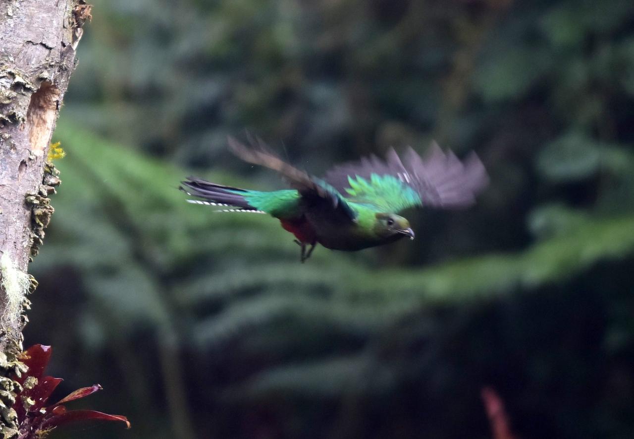 伝説の鳥 ケツァール コスタリカで色鮮やかな鳥を探して １ その他の観光地 コスタリカ の旅行記 ブログ By Takashiさん フォートラベル