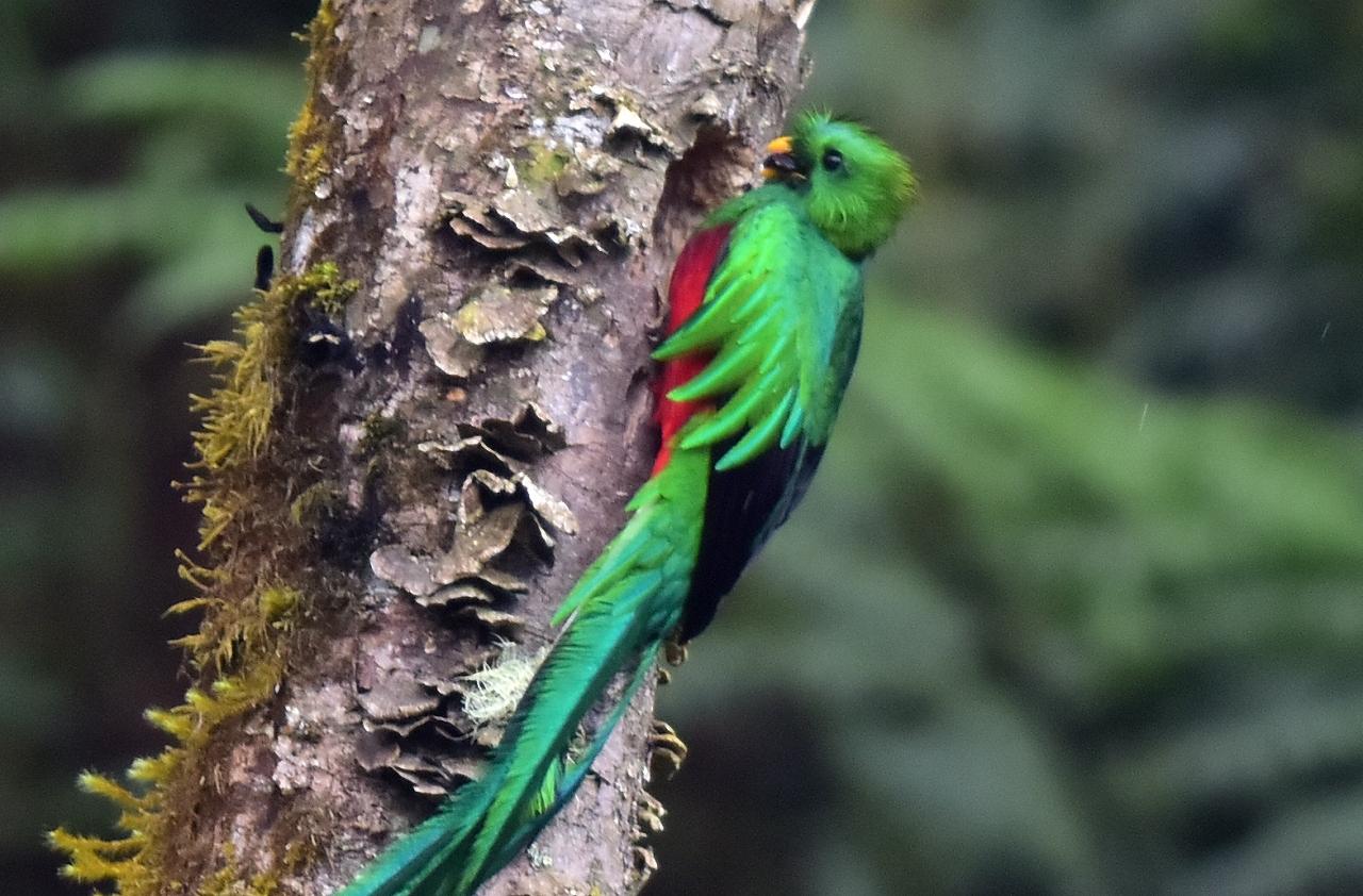 伝説の鳥 ケツァール コスタリカで色鮮やかな鳥を探して １ その他の観光地 コスタリカ の旅行記 ブログ By Takashiさん フォートラベル