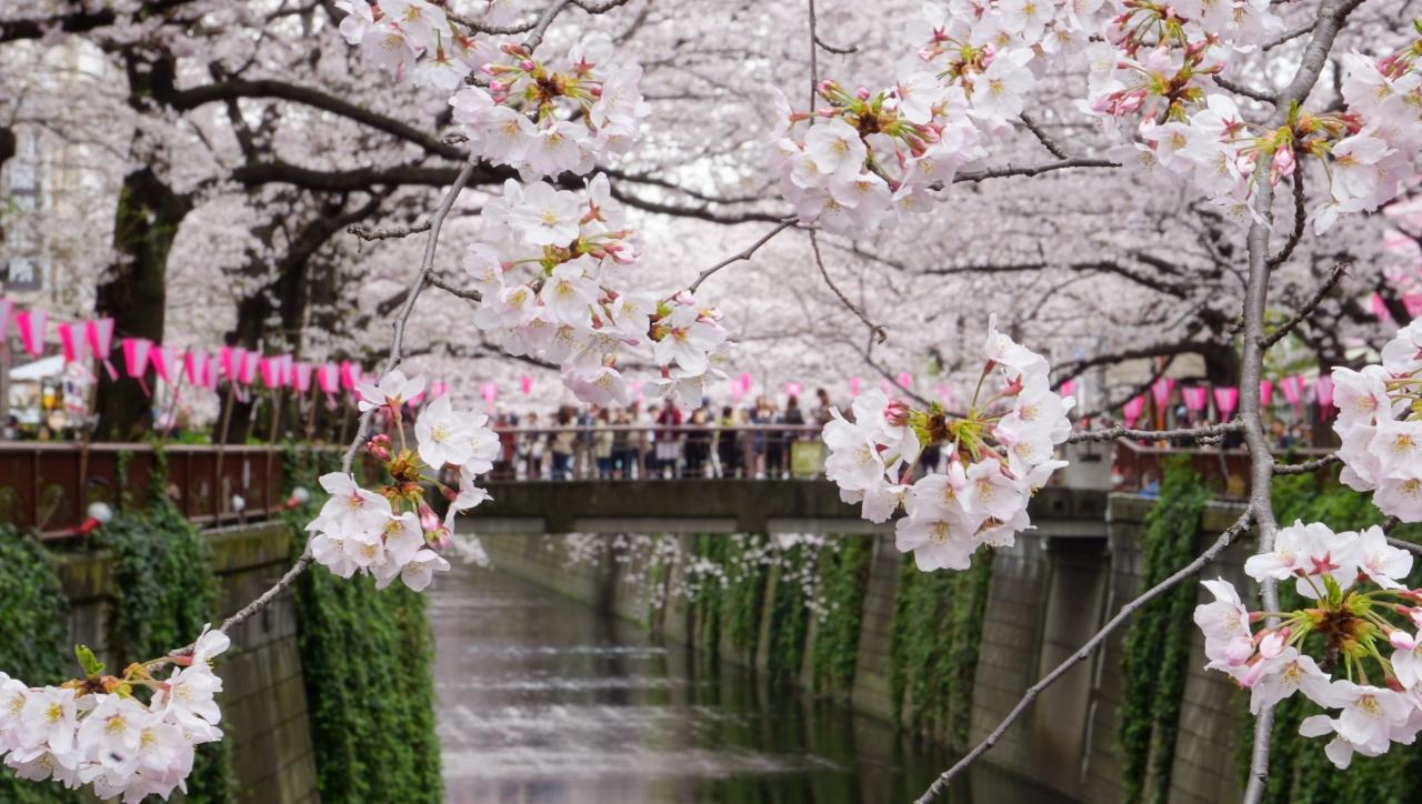 『桜まつり 隅田川と目黒川』東京の旅行記・ブログ by Wind99さん【フォートラベル】
