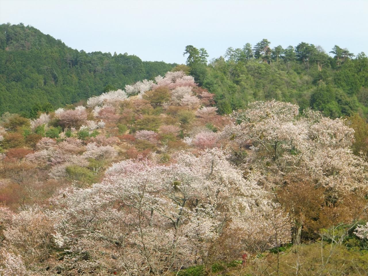 吉野千本桜 吉野 奈良県 の旅行記 ブログ By Miyatanさん フォートラベル