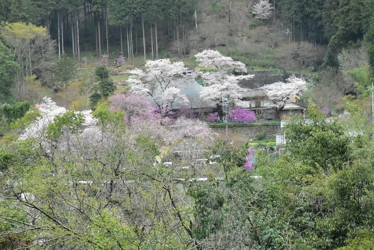 春の里山散策 乙津花の里 16 東京 あきる野 秋川渓谷 東京 の旅行記 ブログ By かっちんさん フォートラベル