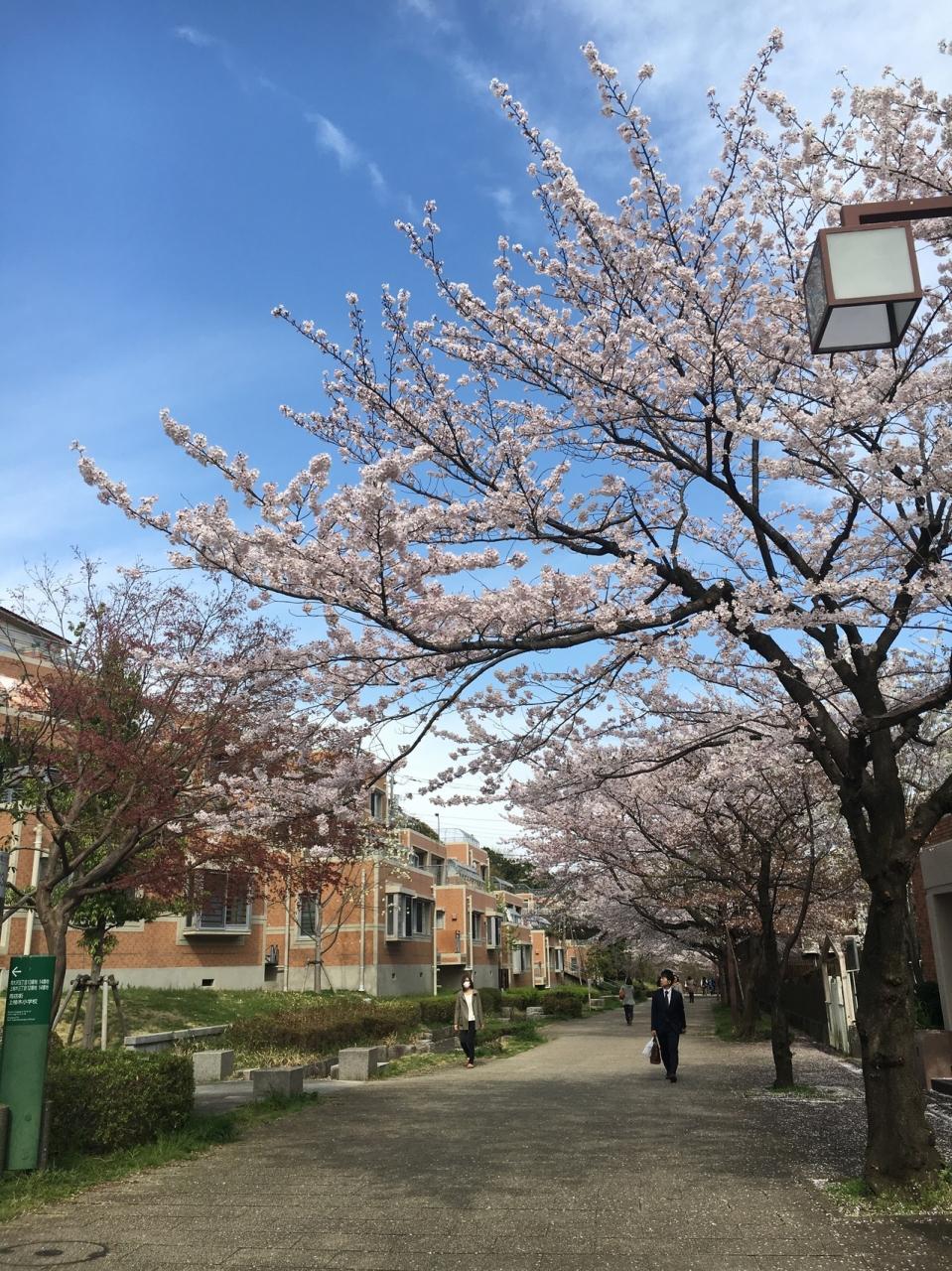 16桜日和 八王子市内編 高尾 八王子 東京 の旅行記 ブログ By Megumickeyさん フォートラベル