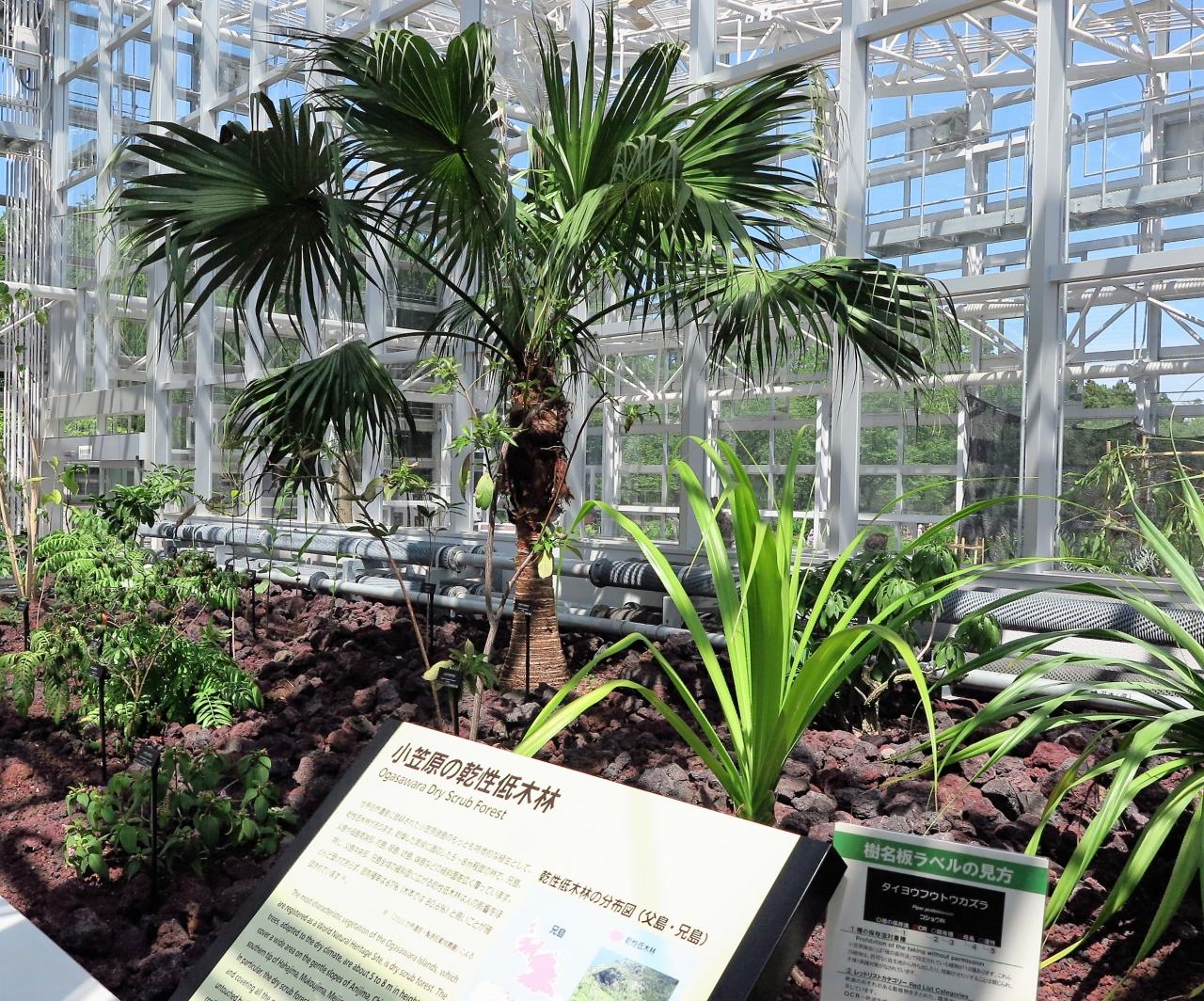神代植物公園5 6 大温室 リニューアルオープン 珍しい植物1300種も展示 調布 狛江 東京 の旅行記 ブログ By マキタン２さん フォートラベル
