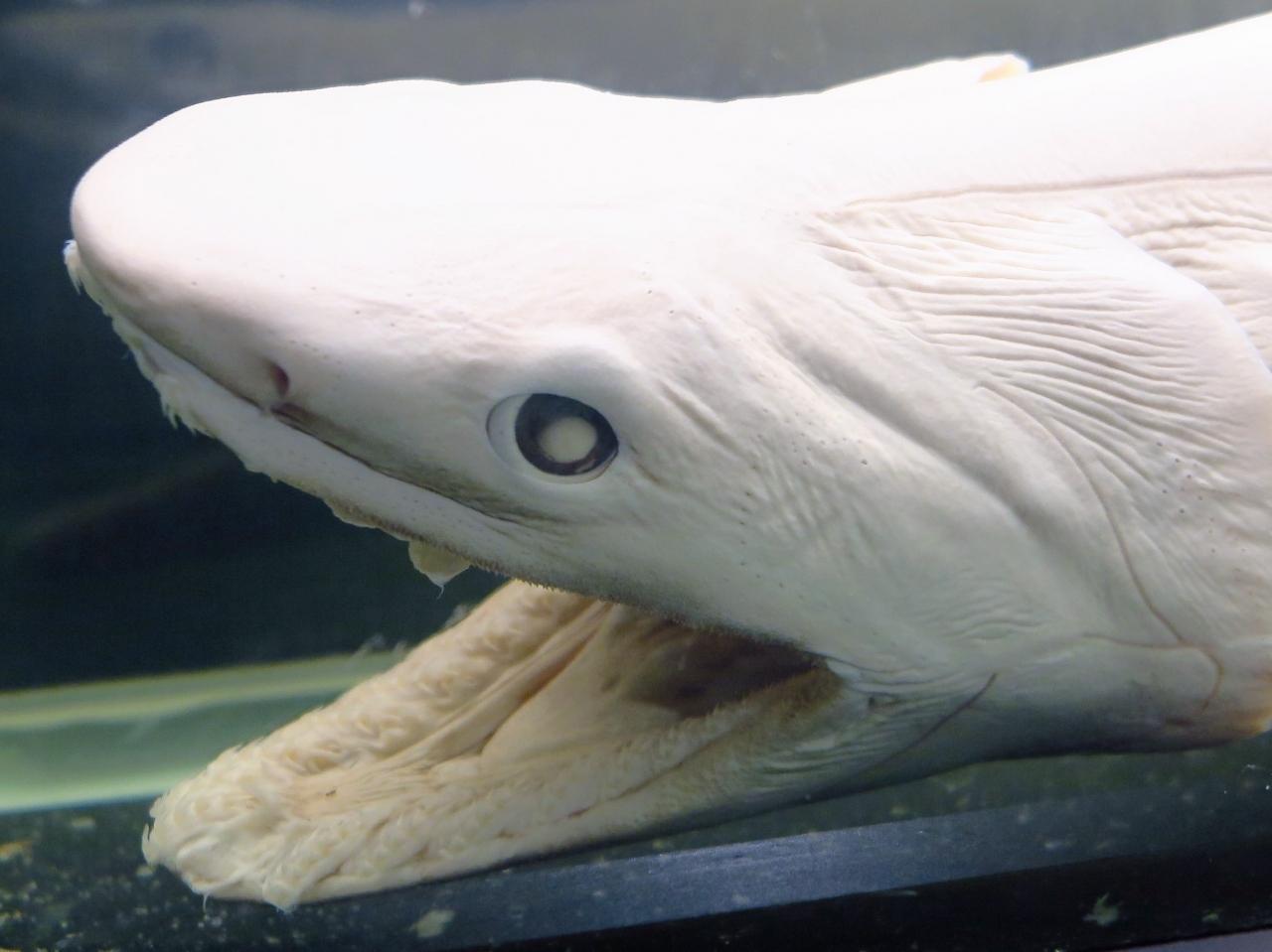 江ノ水4 6 しんかい00動態保存 相模湾深海調査で活躍 深海の生物も展示 藤沢 江ノ島 神奈川県 の旅行記 ブログ By マキタン２さん フォートラベル