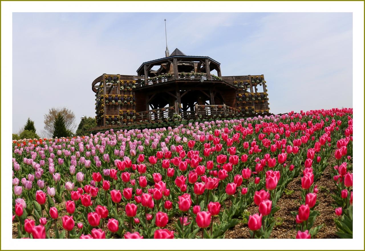 Solitary Journey 1744 春うららかな 夢空間 色鮮やかなチューリップ アネモネが満開 備北丘陵公園花の広場 広島県庄原市 庄原 広島県 の旅行記 ブログ By Mechagodzilla 703さん フォートラベル