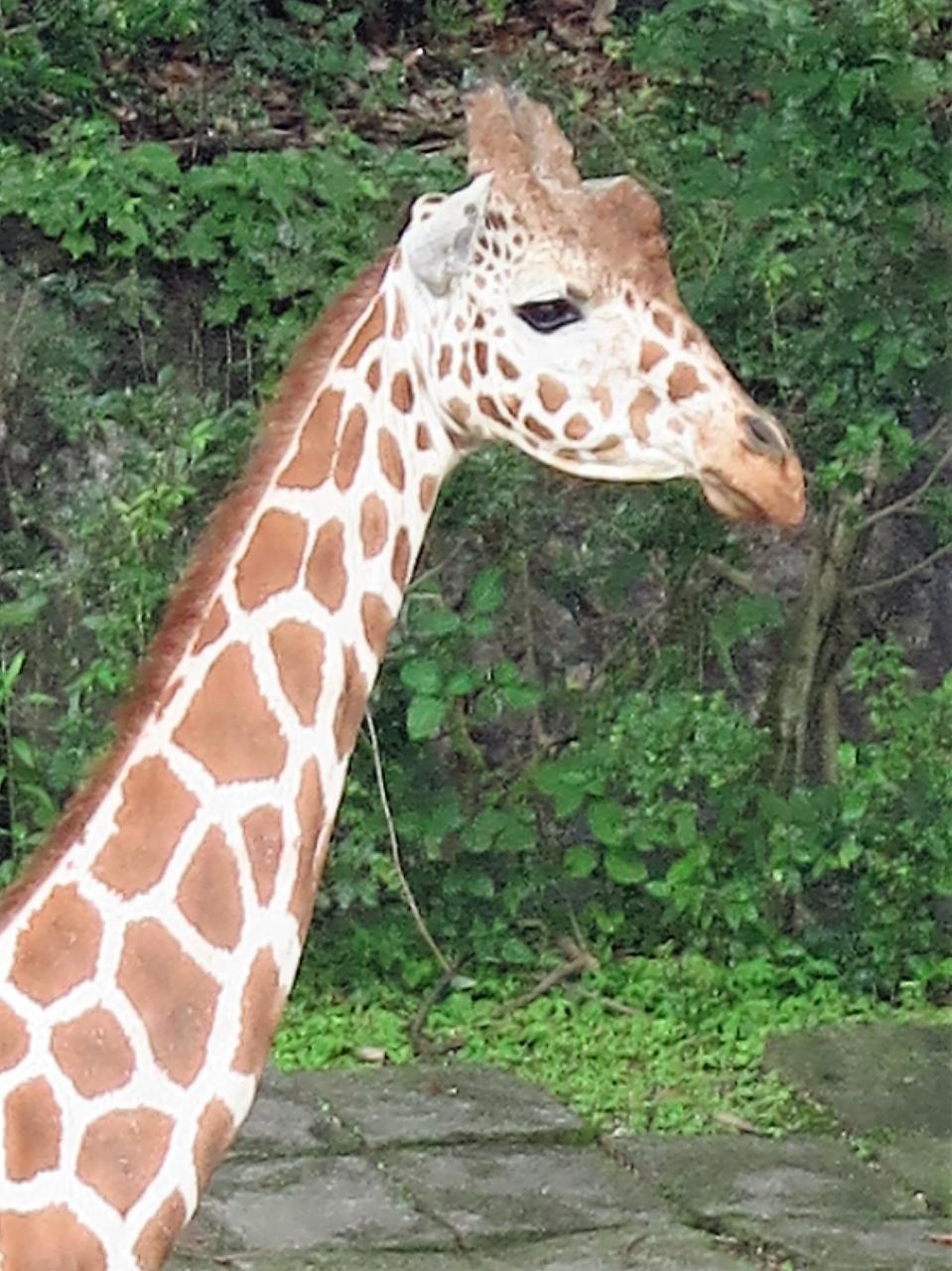 東山動物園5 8 アフリカ大陸の動物たち キリン ゾウ カバ キツネザル類など 名古屋 愛知県 の旅行記 ブログ By マキタン２さん フォートラベル