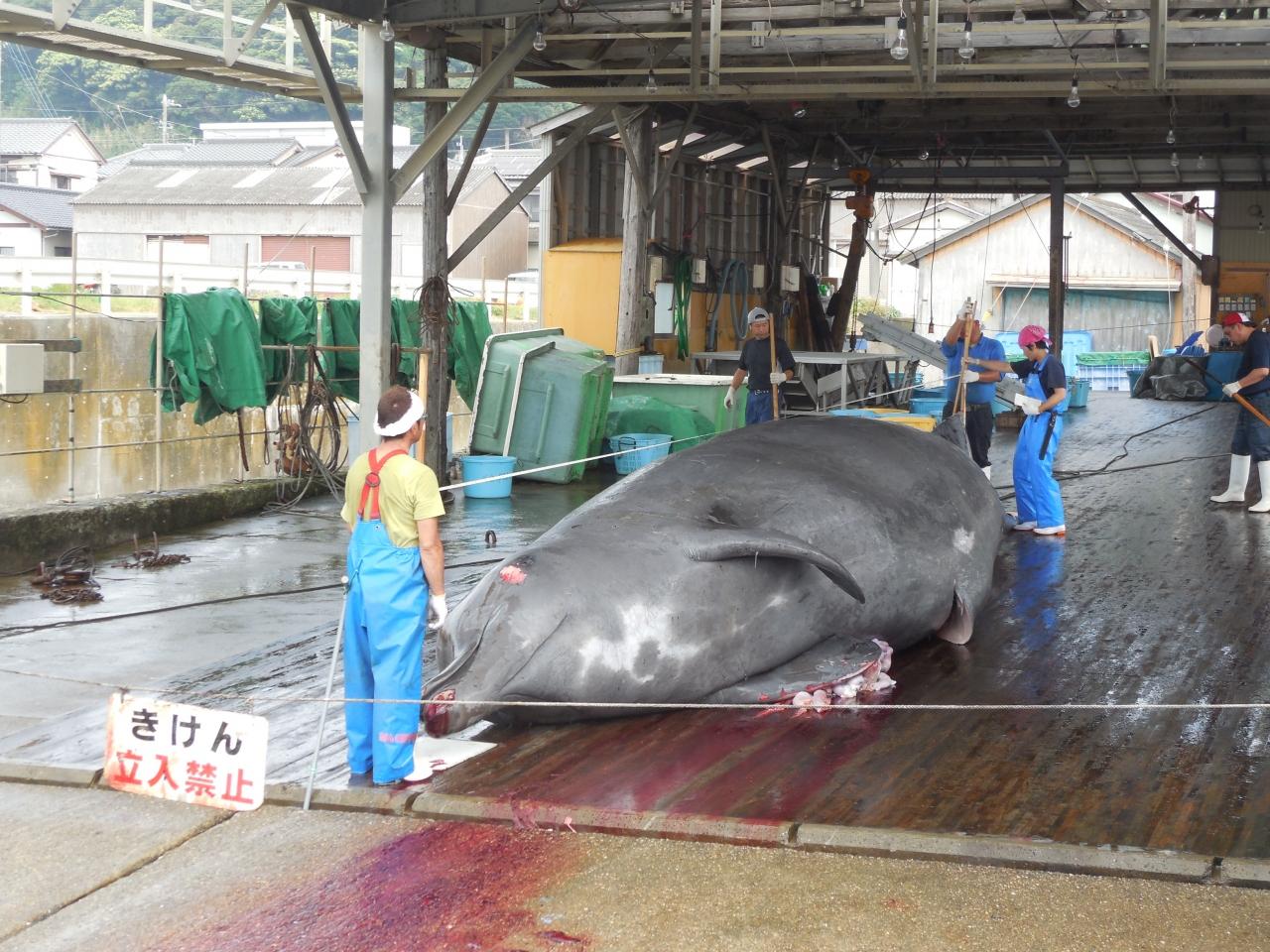 千葉県はディズニーリゾートだけではない 房総和田浦でクジラの解体を見学する 和田 丸山 千葉県 の旅行記 ブログ By てくてくさん フォートラベル