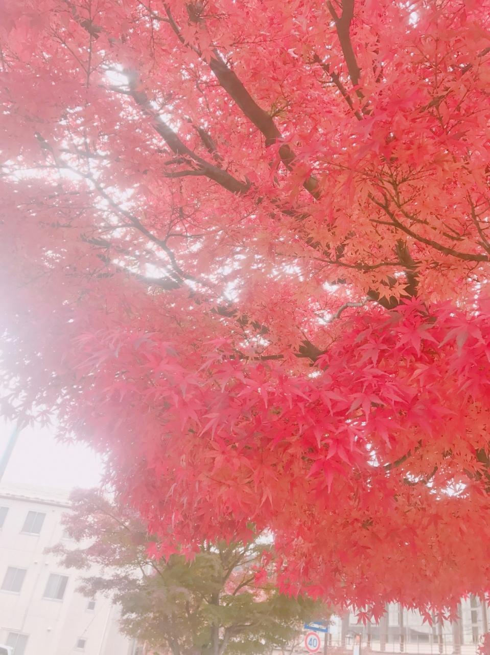 女子旅 鈍行で行く 鬼怒川温泉 鬼怒川温泉 栃木県 の旅行記 ブログ By Sherryさん フォートラベル