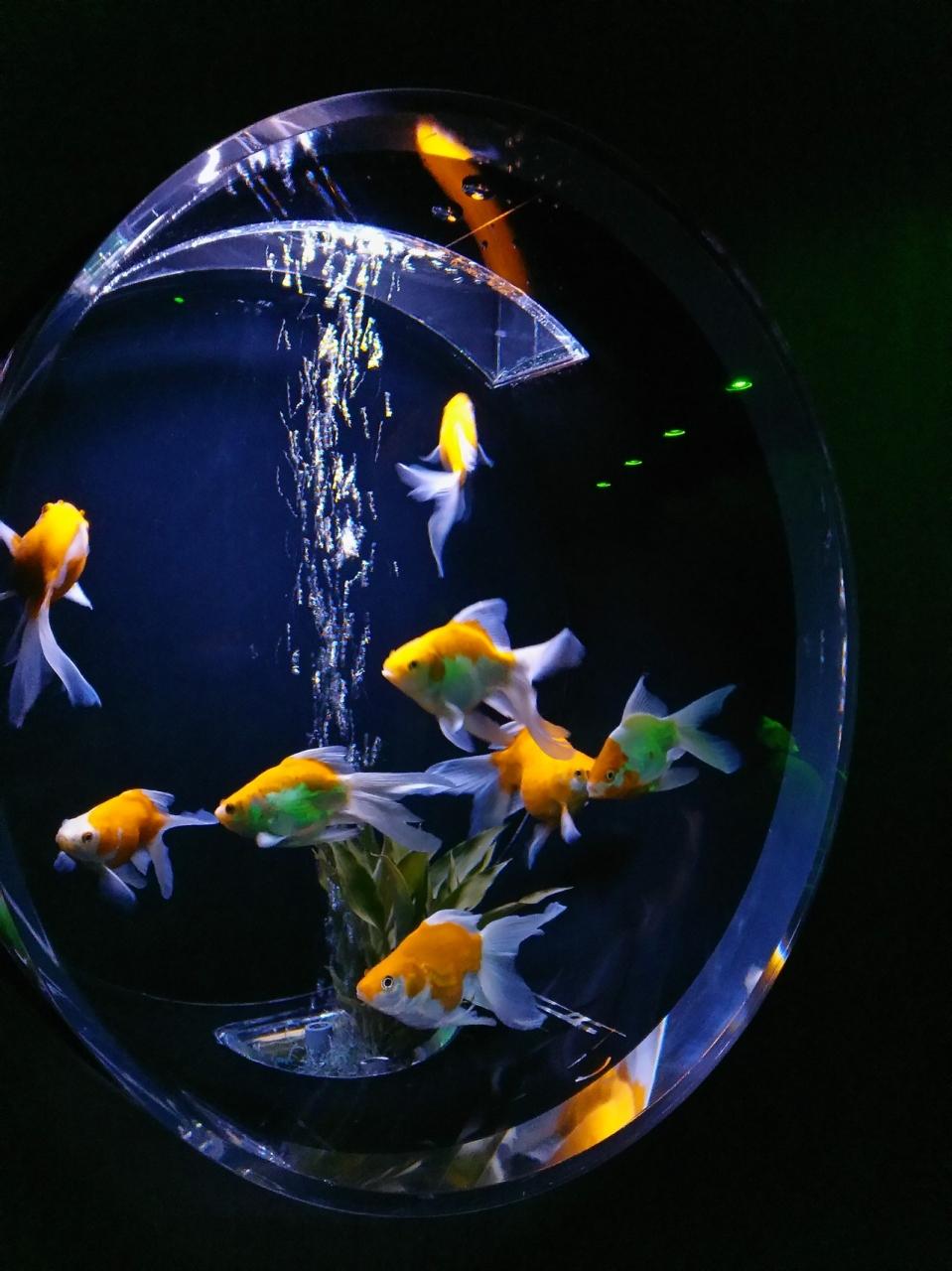 夏休みバージョン 金魚 Menloflooring Com